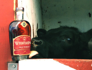 WP cow bottle