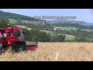 The WhistlePig Harvest, August 12th