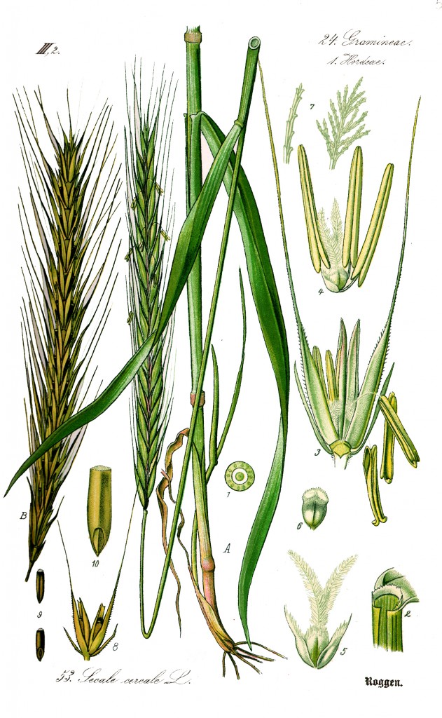 Secale cereale illustration