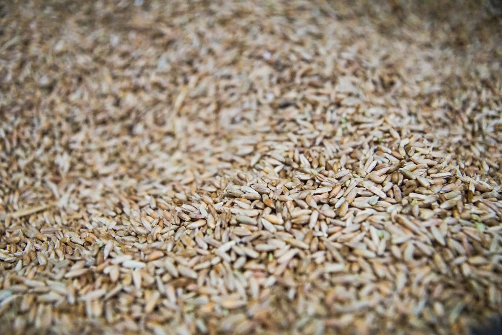 rye grains